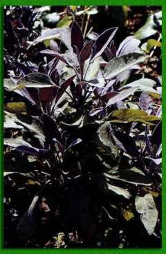 ���� � �����