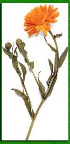 ����������� �������