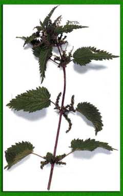 ������������� ��������������