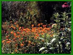 ���������� ���������� ���