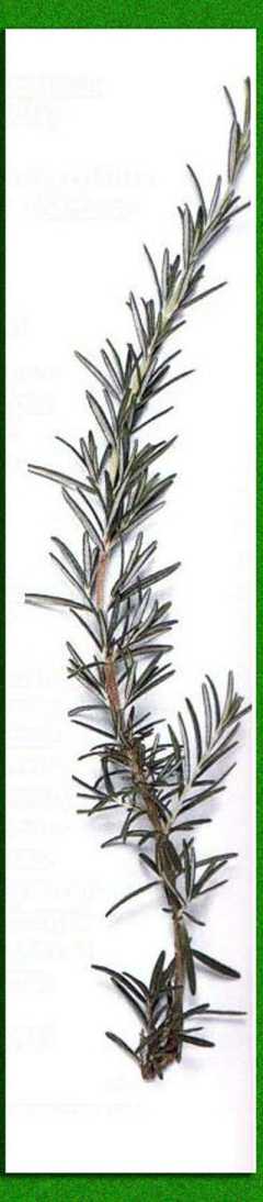 ������� �������� ������