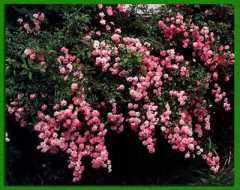 �������� ���������