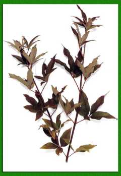 �������� ���������