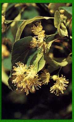 �������� ���������