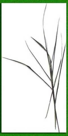 ����������������� ��������