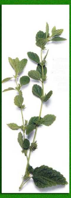 ����������������� ��������