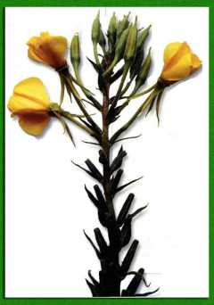 ����������������� ��������