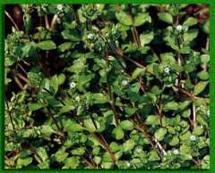 ����� ���������