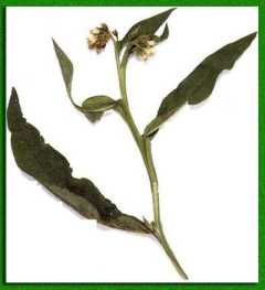 ������ � ��������