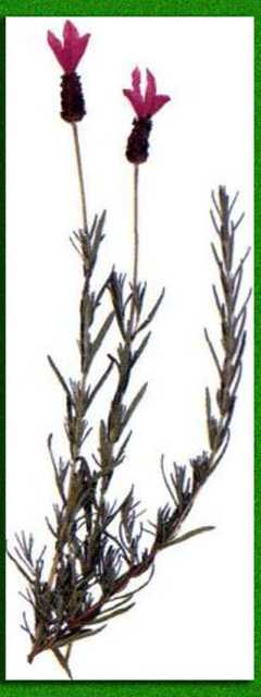 ��������� �����