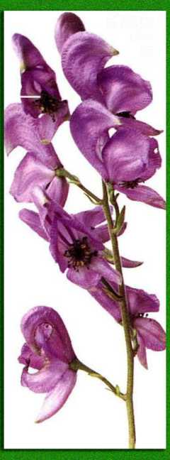 ������� ����������