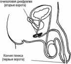 ��� �������� ���� (������)