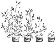 �������� - ���� �������� � ����������