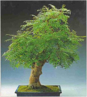 ��� - ������ � ����� ����