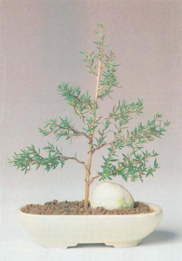 ��� - ������ � ����� ����