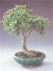 ��� - ������ � ����� ����