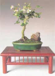 ��� - ������ � ����� ����