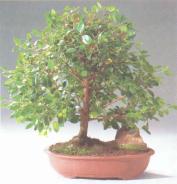 ��� - ������ � ����� ����