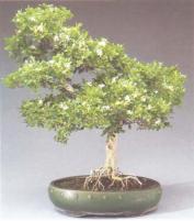 ��� - ������ � ����� ����