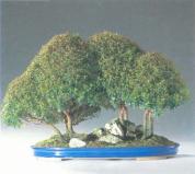 ��� - ������ � ����� ����