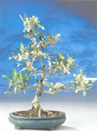 ��� - ������ � ����� ����