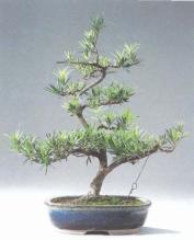 ��� - ������ � ����� ����