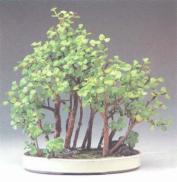 ��� - ������ � ����� ����