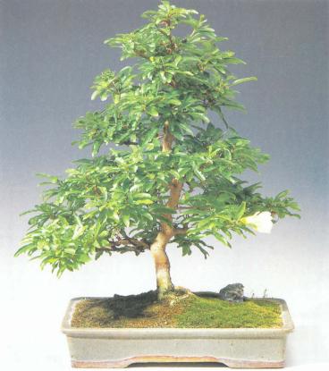 ��� - ������ � ����� ����