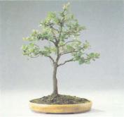 ��� - ������ � ����� ����