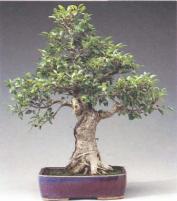 ��� - ������ � ����� ����