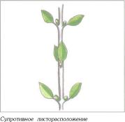 ��� - ������ � ����� ����