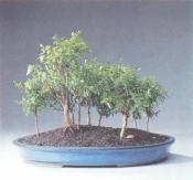 ��� - ������ � ����� ����