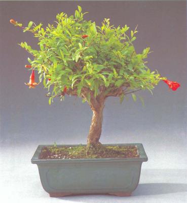 ��� - ������ � ����� ����