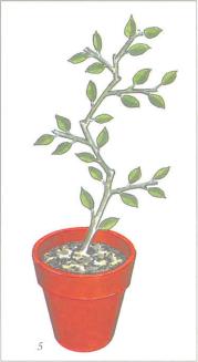 ��� - ������ � ����� ����