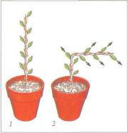 ��� - ������ � ����� ����