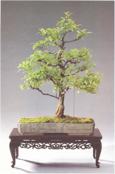 ��� - ������ � ����� ����