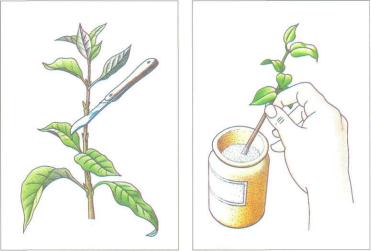 ��� - ������ � ����� ����