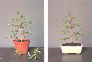 ��� - ������ � ����� ����