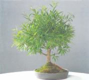 ��� - ������ � ����� ����