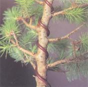 ��� - ������ � ����� ����