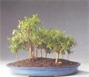 ��� - ������ � ����� ����