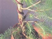 ��� - ������ � ����� ����