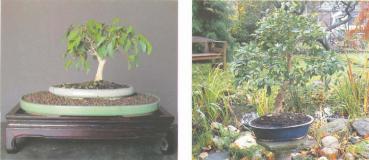 ��� - ������ � ����� ����