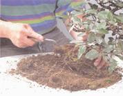 ��� - ������ � ����� ����