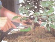 ��� - ������ � ����� ����