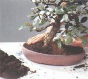 ��� - ������ � ����� ����