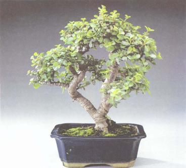 ��� - ������ � ����� ����