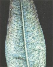 ��� - ������ � ����� ����