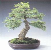 ��� - ������ � ����� ����