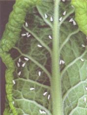 ��� - ������ � ����� ����